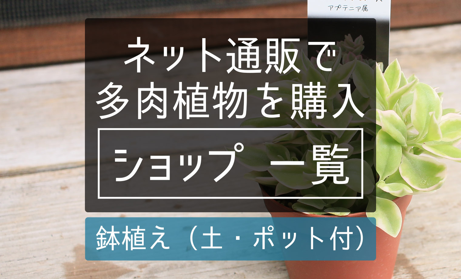 多肉植物・鉢植え】ネットで安心して買える、生産者さん一覧 | 山梨で多肉植物を育てるBLOG