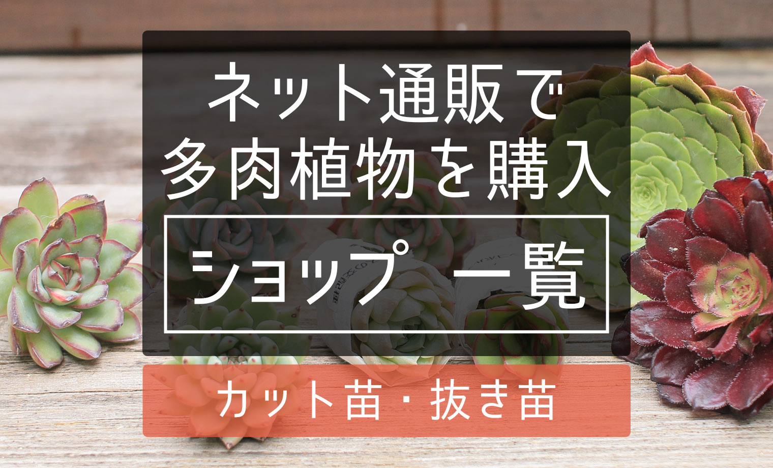 抜き苗 2株 お名前不明さん 心もとなく