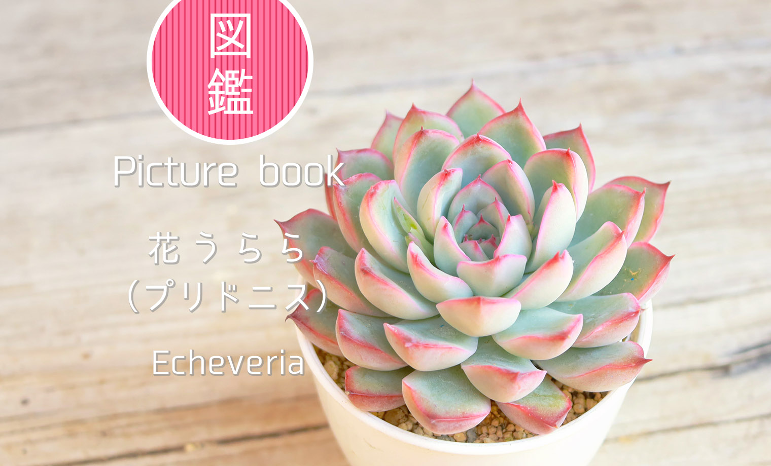 花うらら｛プリドニス｝ | 山梨で多肉植物を育てるBLOG