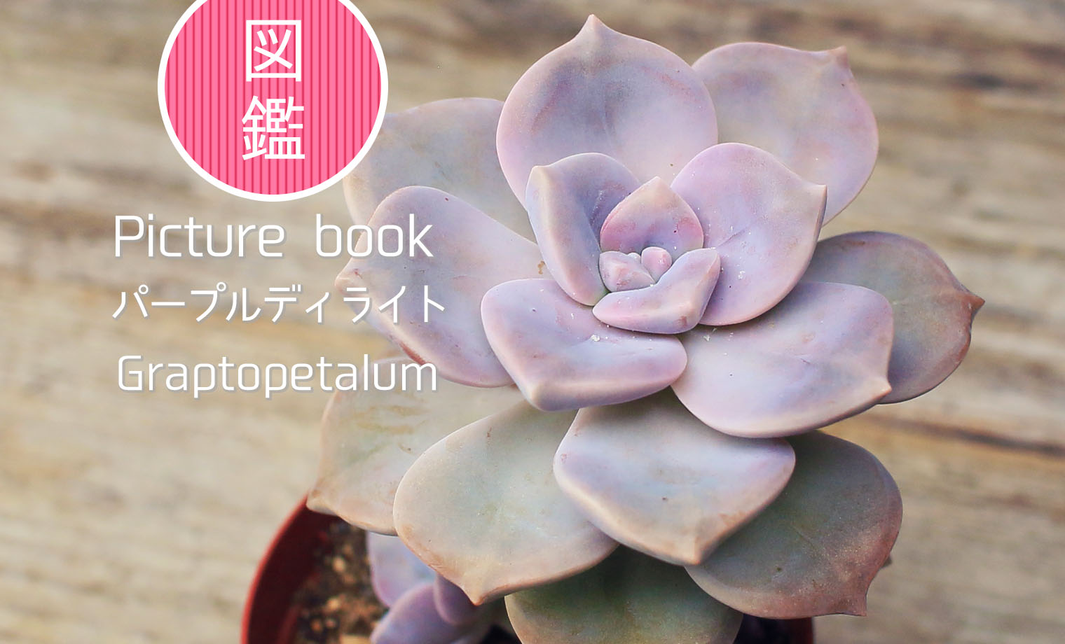 多肉植物 パープルディライト大群生 - メルカリ