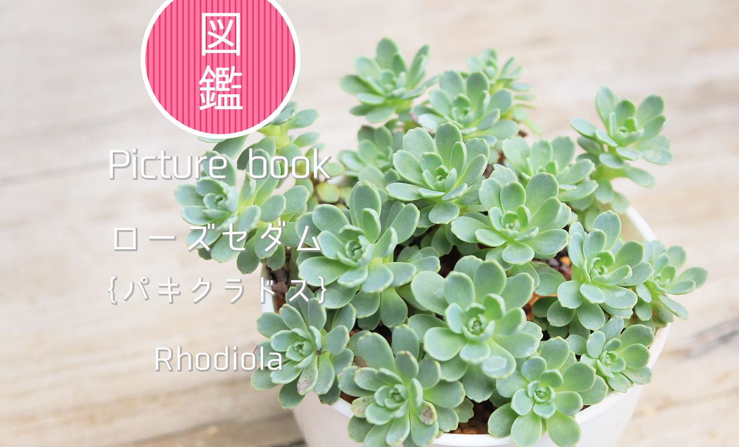 くまこさま ローズセダム ☆ 多肉図鑑】ローズセダム（ロディオラ属）