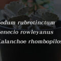 【まとめ】多肉植物で楽しむ学名の基本