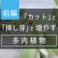 【前編】「カット」と「挿し芽」で増やす多肉植物