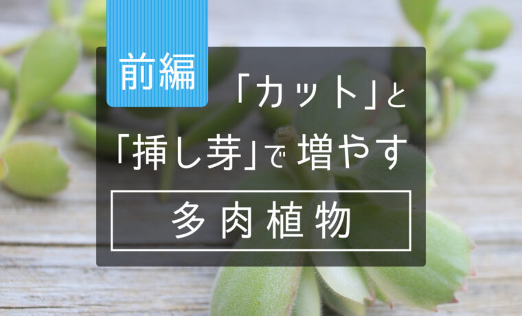 前編 カット と 挿し芽 で増やす多肉植物 山梨で多肉植物を育てるblog