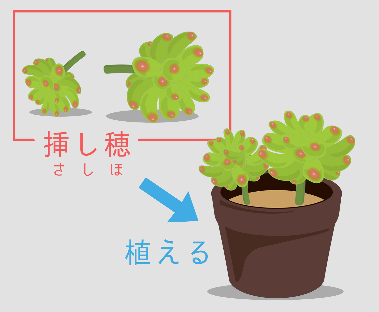 前編 カット と 挿し芽 で増やす多肉植物 山梨で多肉植物を育てるblog