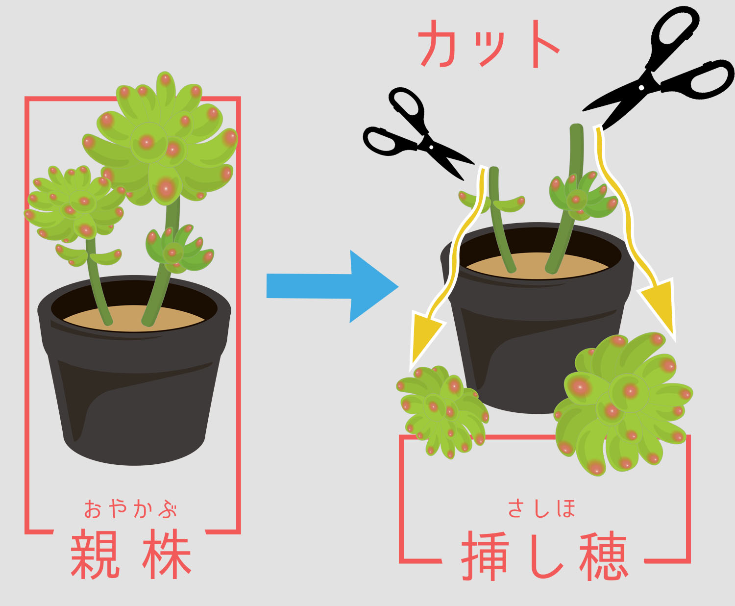 前編 カット と 挿し芽 で増やす多肉植物 山梨で多肉植物を育てるblog