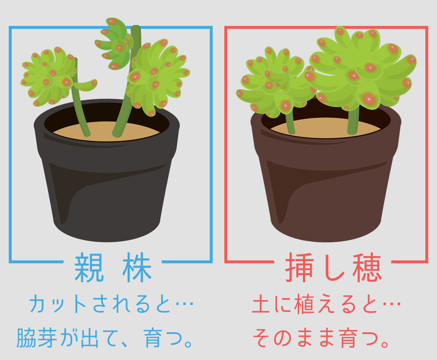 前編 カット と 挿し芽 で増やす多肉植物 山梨で多肉植物を育てるblog