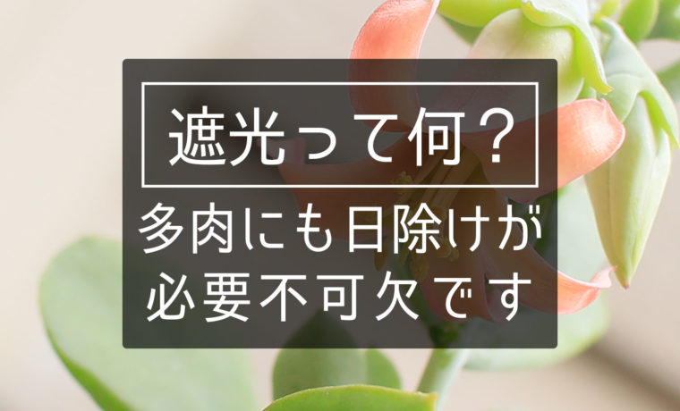 遮光 しゃこう って何 多肉にも日除けが必要不可欠です 山梨で多肉植物を育てるblog