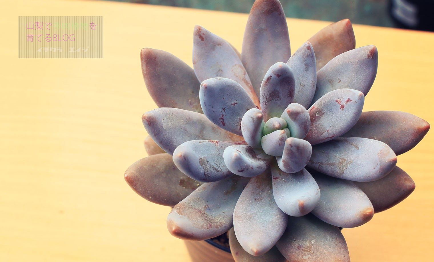 お纏め　多肉植物　大苗❁︎紫麗殿錦　抜き苗 お纏め 多肉植物 大苗❁︎紫麗殿錦 抜き苗