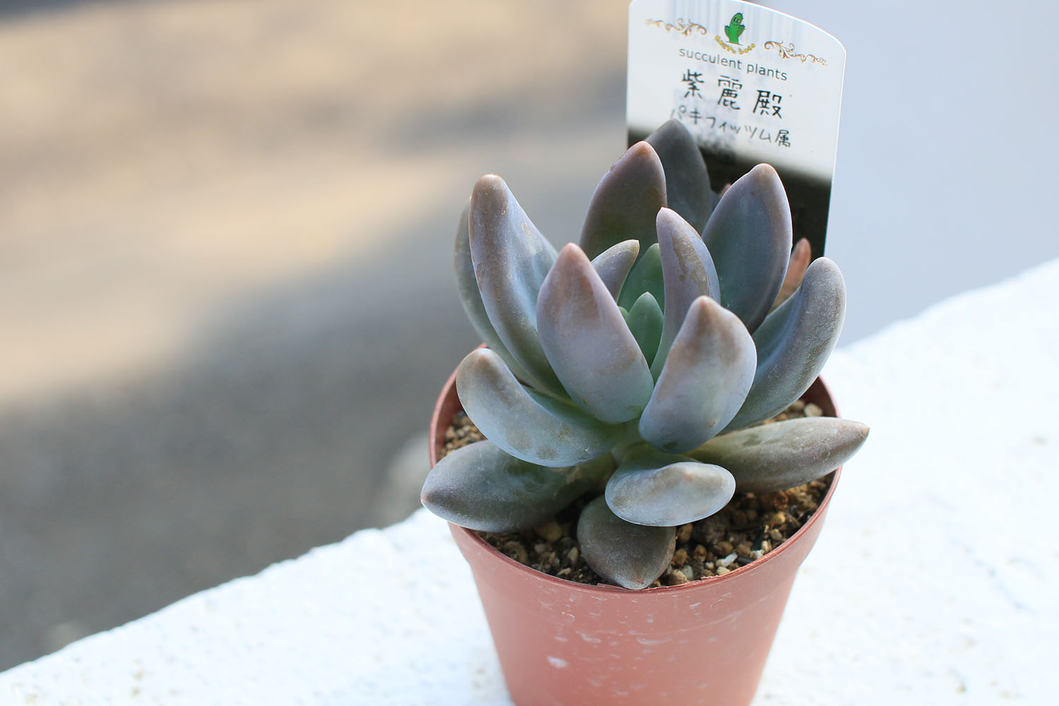 多肉植物 桃の妖精錦♡希少カキコ-