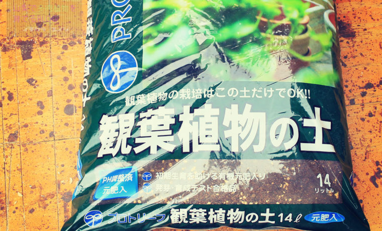 観葉植物の土 で多肉植物を育てる 山梨で多肉植物を育てるblog