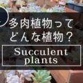 多肉植物って、どんな植物？種類は？