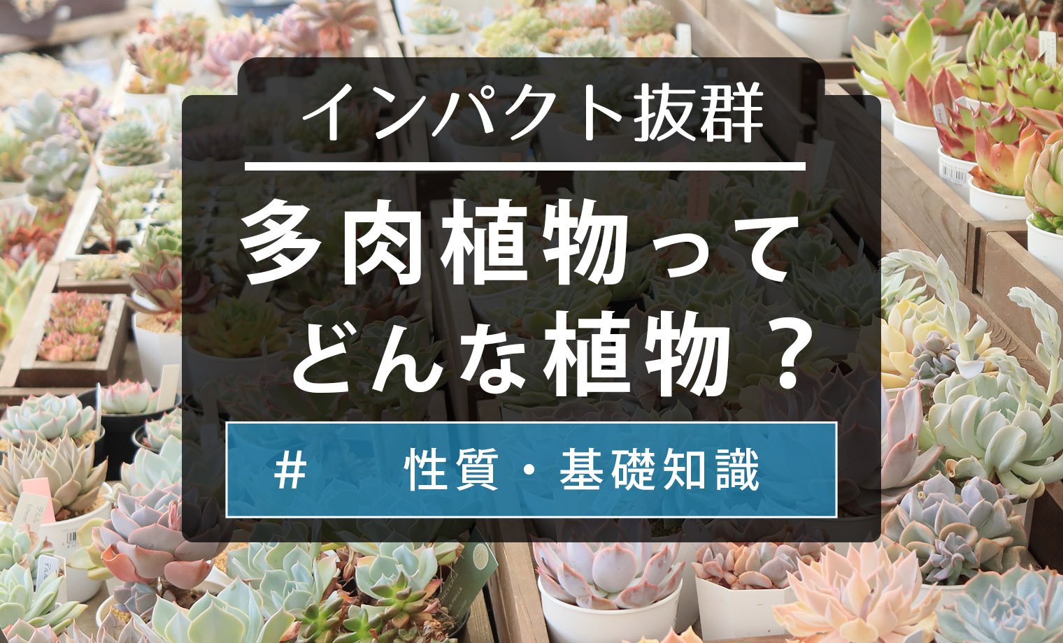 多肉植物　アガベ　実生　天芽　青肌　 未来希望SSS級美株 こんにちは、山田園芸です！ 多肉植物、観葉植物のご紹介です
