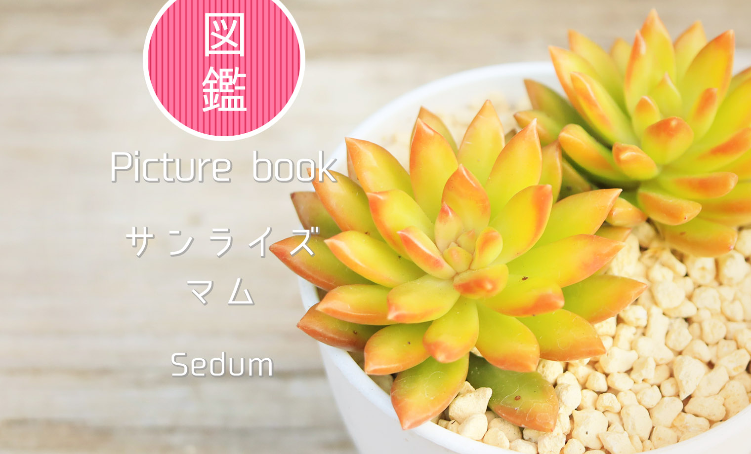 多肉図鑑】サンライズマム（セダム属）