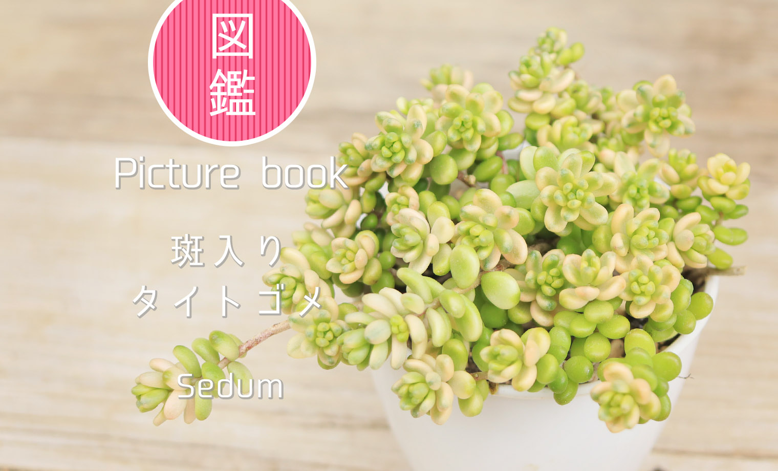 斑入りタイトゴメ | 山梨で多肉植物を育てるBLOG