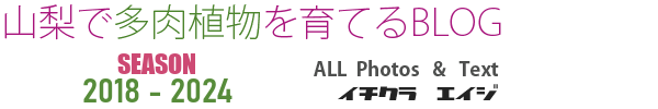 山梨で多肉植物を育てるBLOG