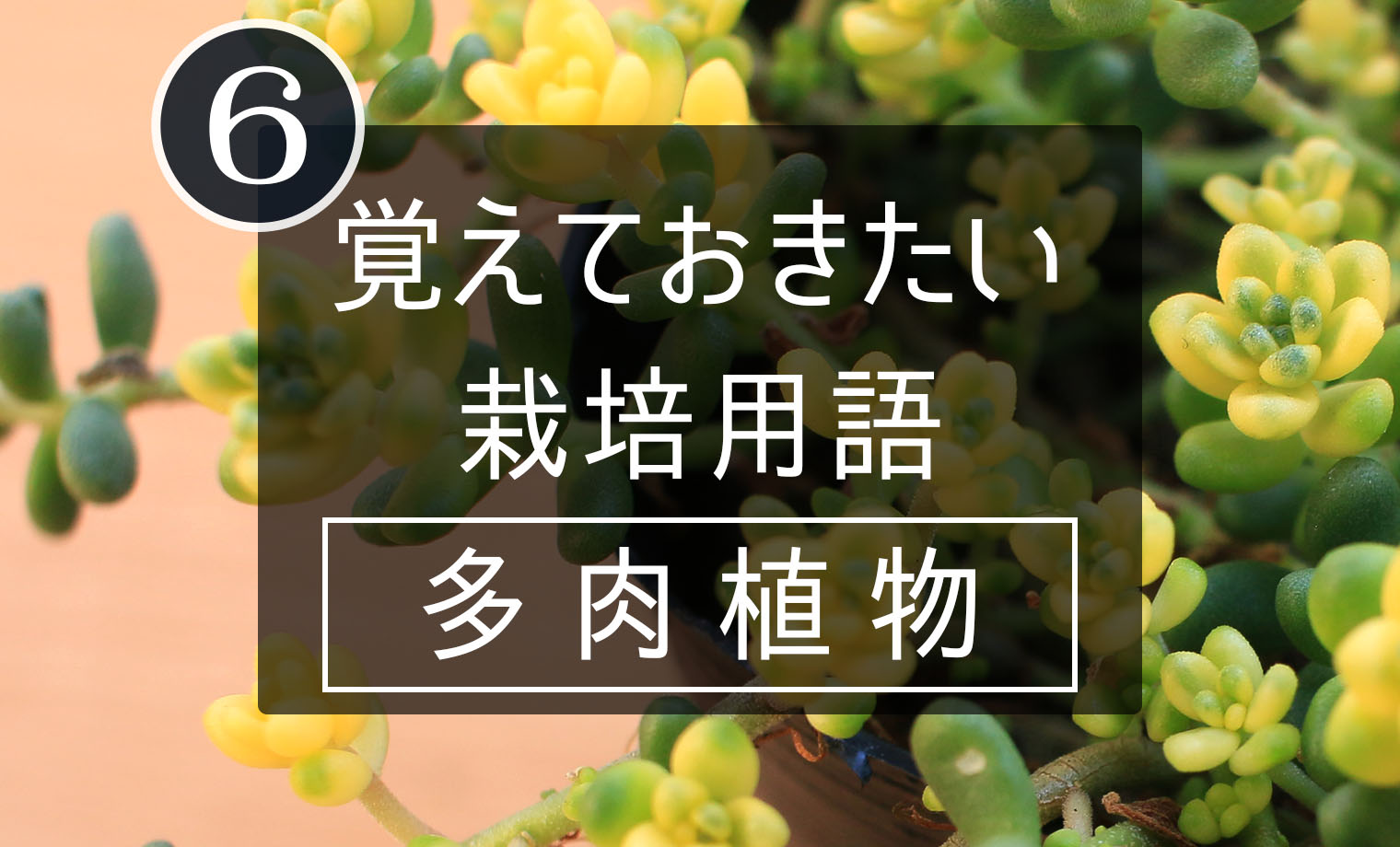 植物は生き物です 五十の塔 抜き苗 2号ポットでの栽培