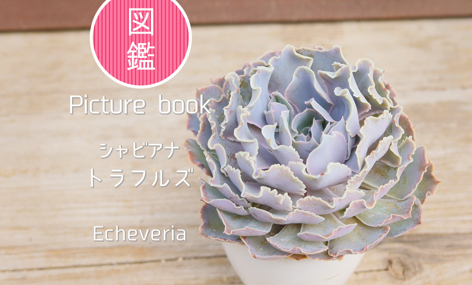 シャビアナ（トラフルズ） | 山梨で多肉植物を育てるBLOG