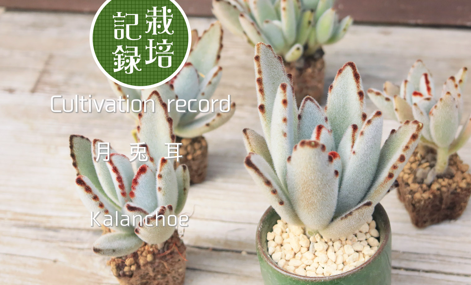 うさぎさん 5種類 カランコエ 多肉植物 カランコエ'野うさぎ'の基本