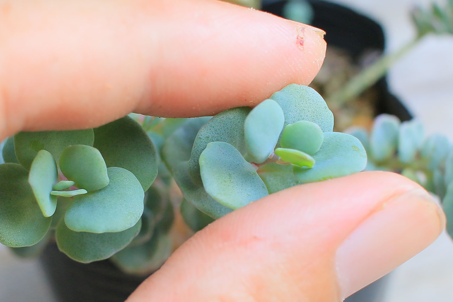 梅雨 夏 編 多肉植物の水やり 山梨で多肉植物を育てるblog