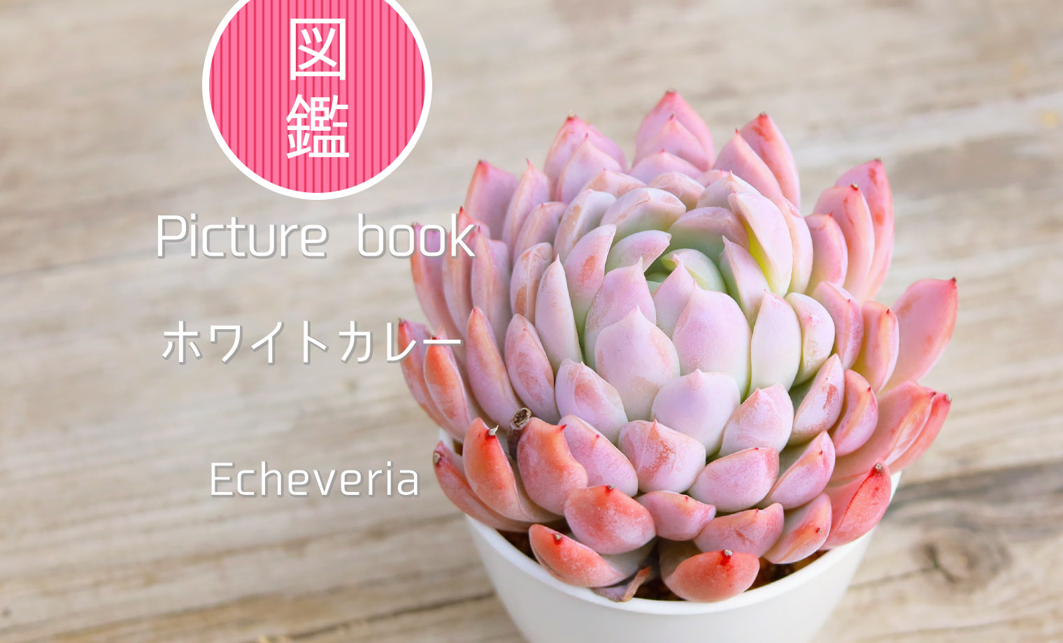 ホワイトカレー | 山梨で多肉植物を育てるBLOG