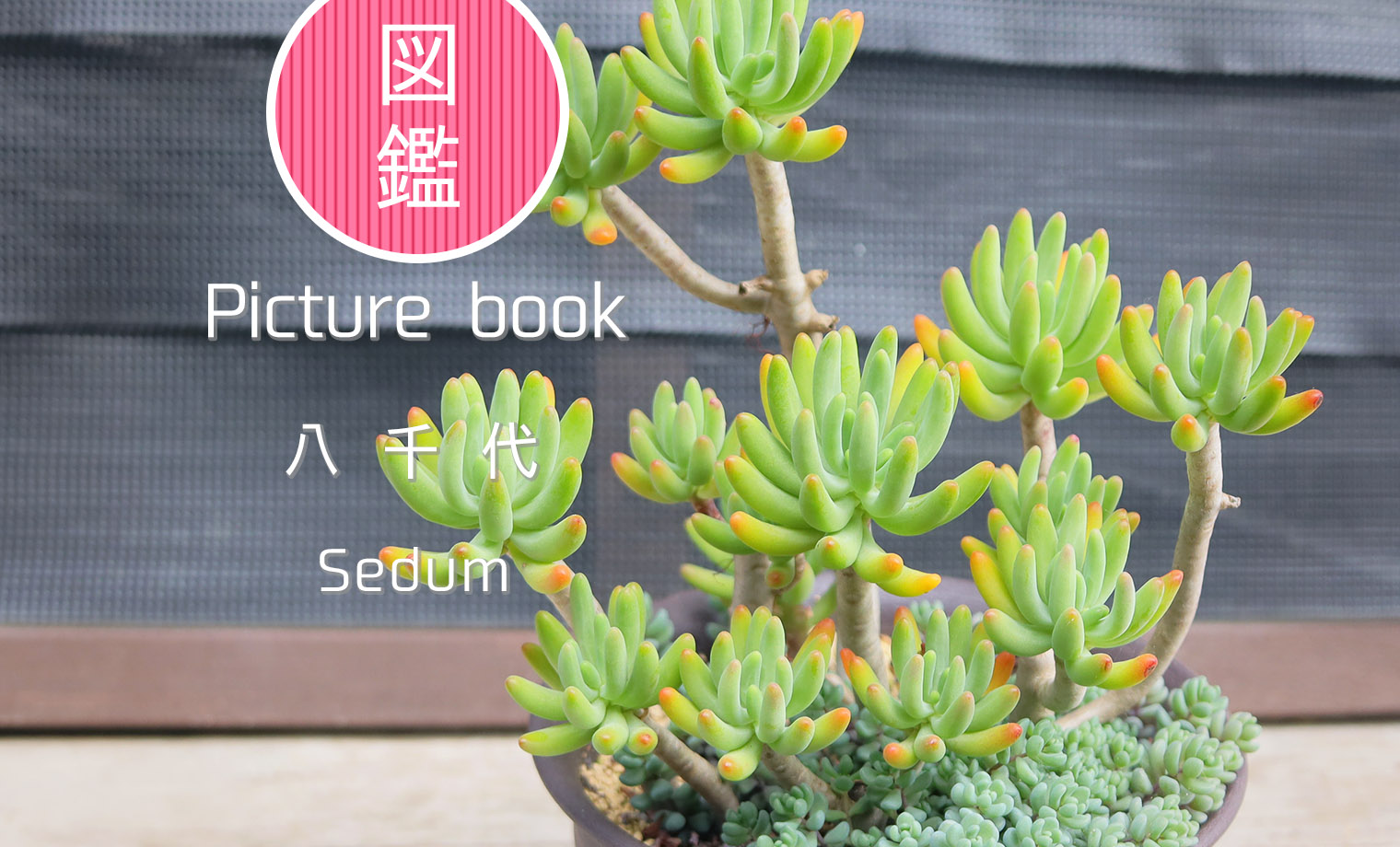 多肉植物 中型鉢植え 緑と紫の葉*3 多肉図鑑】八千代（セダム属）